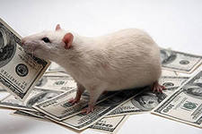 Как крыса деньги приносила