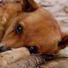 Обсуждать закон о бездомных животных начали в Забайкальском крае