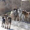 Бродячие собаки загрызли ребенка в Чите