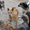 Житель дома на улице Бабушкина в Чите сообщил о планах истребить стаю собак силами жильцов
